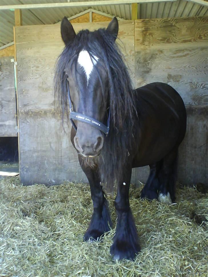 Irish Cob black magic *solgt* - det er hårdt at være mor men der bliver da lige tid til en lille slapper i det tørre halm billede 3