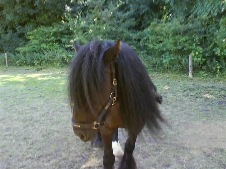 Irish Cob black magic *solgt* - Magic og jeg på ridelejer, det syntes hun var fedt billede 4