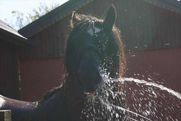 Irish Cob black magic *solgt* - kuk kuk kan du gætte hvem jeg er??? billede 5