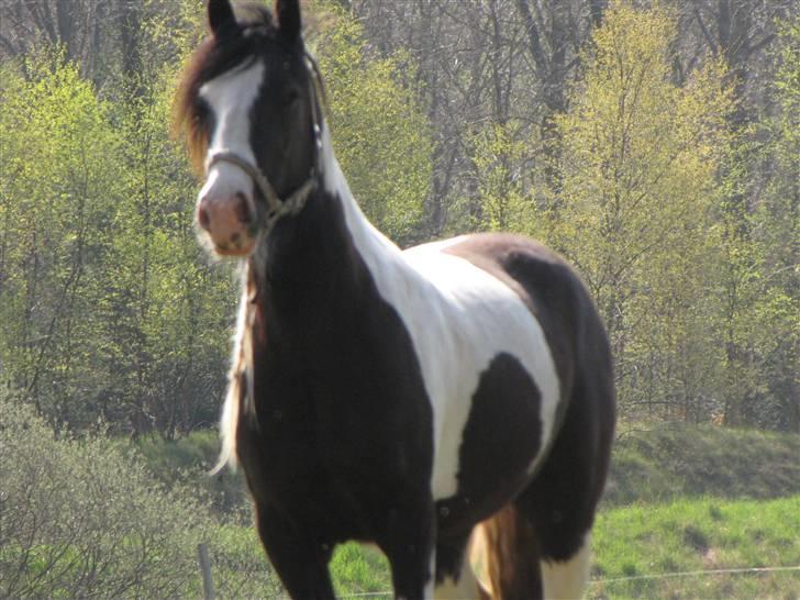 Irish Cob Zeus ( Rudi ) billede 8