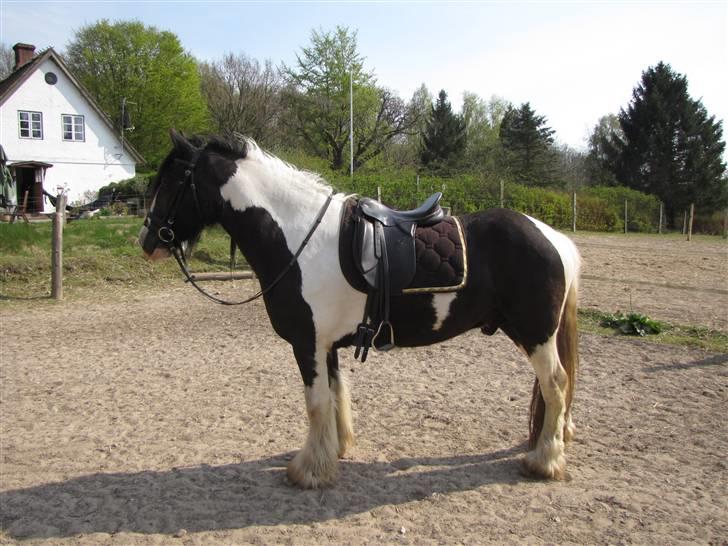 Irish Cob Zeus ( Rudi ) billede 9