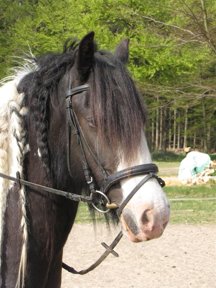 Irish Cob Zeus ( Rudi ) billede 10