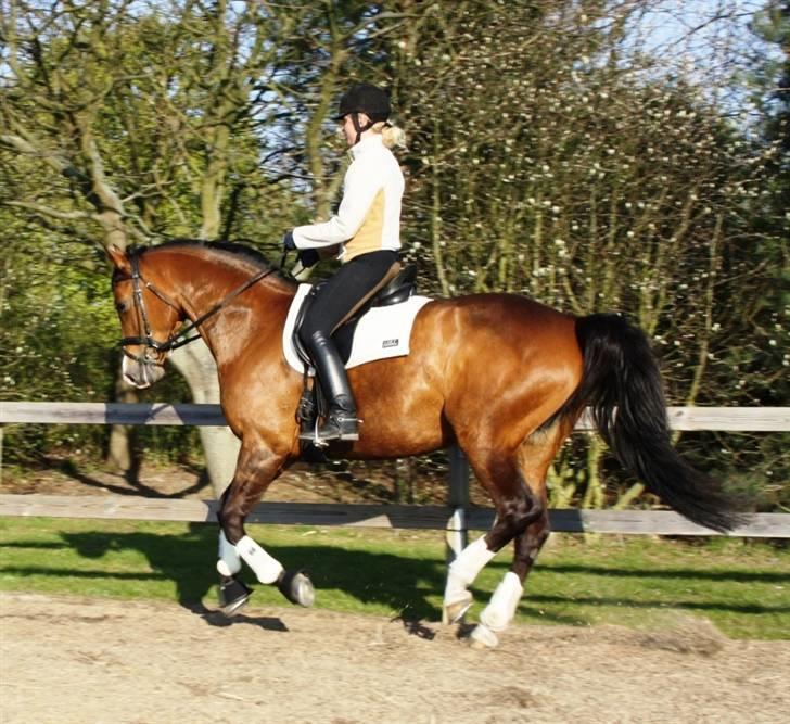 Dansk Varmblod Diplomat´s Charmaine (solgt) - glad galop :D billede 15