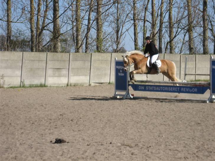 Haflinger Skyttegårdens Agra R.i.P  - Foto: Ida Kruse Syhler billede 15
