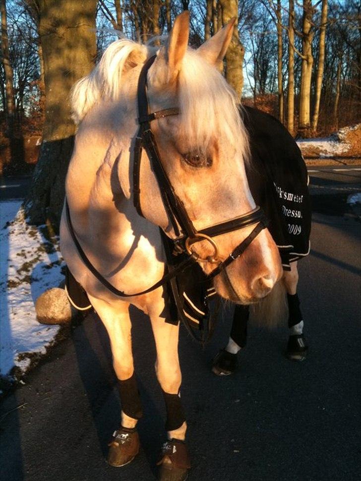 Tysk Sportspony Golden Dream - GUUUULE! Vinter-eftermiddag 2011 :) billede 3