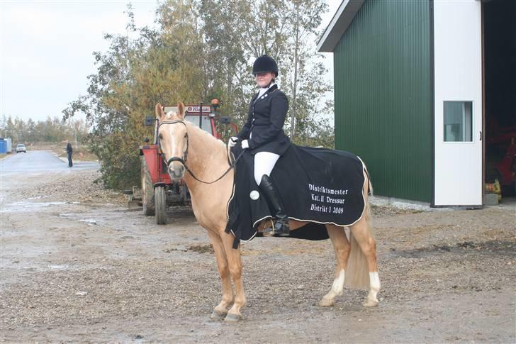 Tysk Sportspony Golden Dream - efter program på his:) billede 7