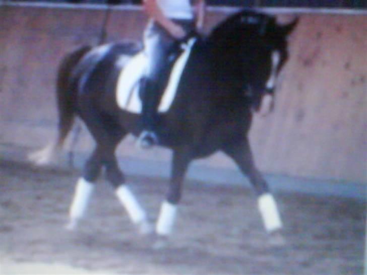 Anden særlig race Filur SOLGT billede 10