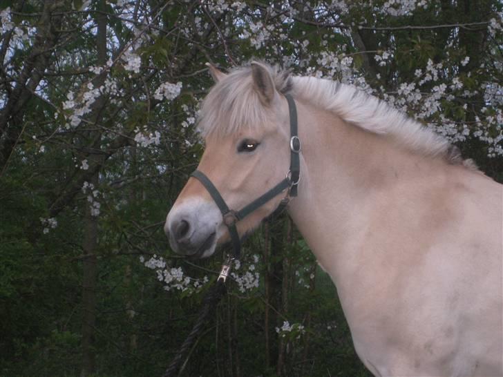 Fjordhest Baksmindes Victoria billede 20