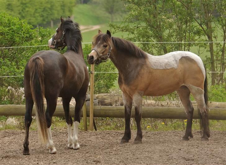 Welsh Partbred (Sec F) Rosengårdens Kasanova - Taget 26-04 - 2009  -  Foto Jani Pedersen billede 9