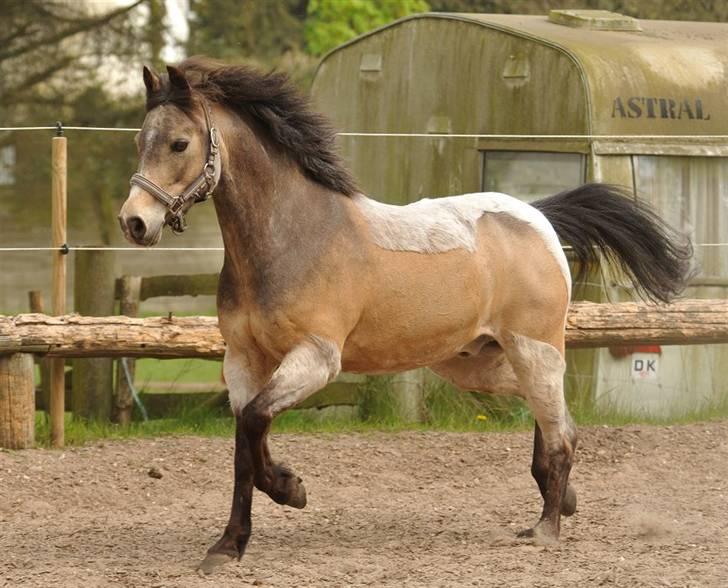 Welsh Partbred (Sec F) Rosengårdens Kasanova - Taget 26-04 - 2009  -  Foto Jani Pedersen billede 12