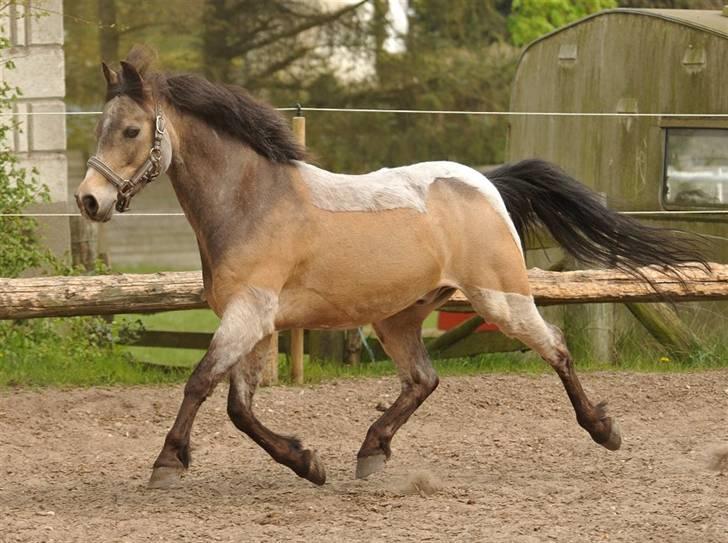 Welsh Partbred (Sec F) Rosengårdens Kasanova - Taget 26-04 - 2009  -  Foto Jani Pedersen billede 13