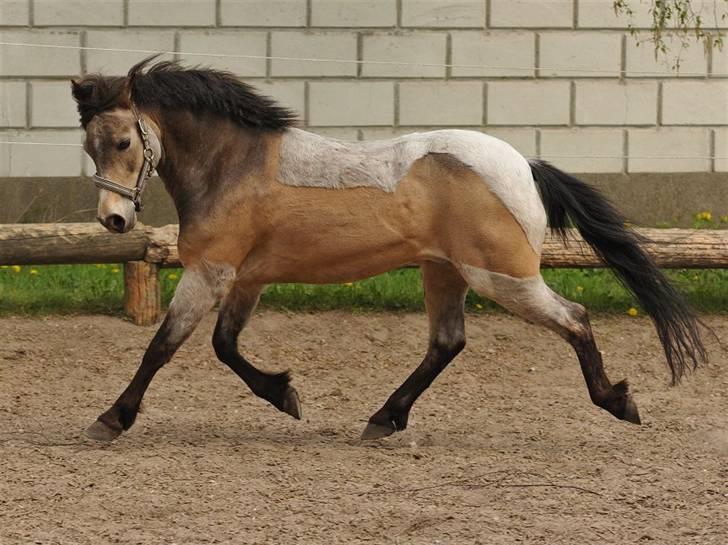 Welsh Partbred (Sec F) Rosengårdens Kasanova - Taget 26-04 - 2009  -  Foto Jani Pedersen billede 14