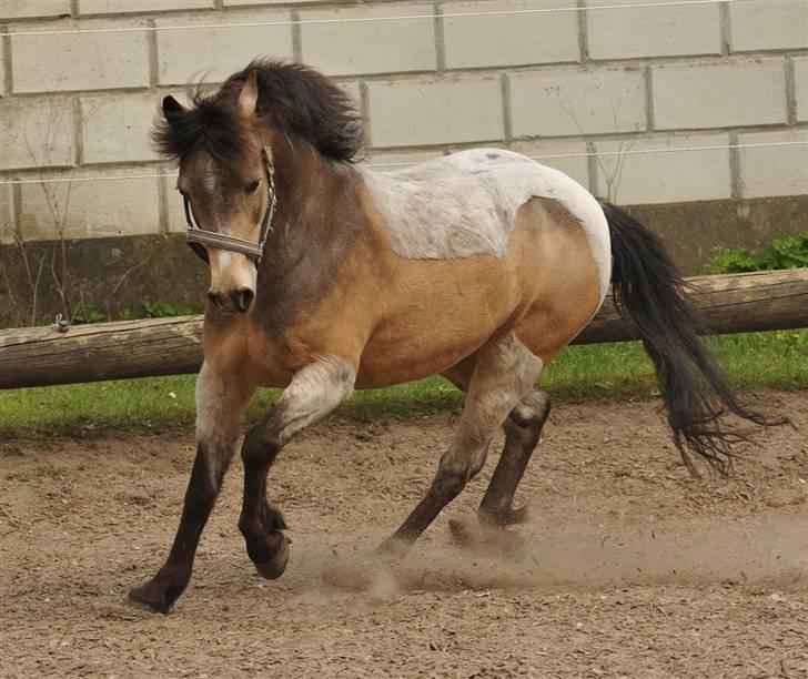 Welsh Partbred (Sec F) Rosengårdens Kasanova - Taget 26-04 - 2009  -  Foto Jani Pedersen billede 15