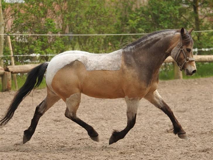 Welsh Partbred (Sec F) Rosengårdens Kasanova - Taget 26-04 - 2009  -  Foto Jani Pedersen billede 16