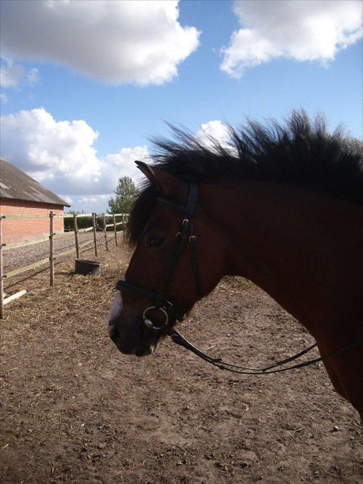 Anden særlig race Moonlight ( SOLGT) <3 - Verdens bedste pony.<3<3 billede 14