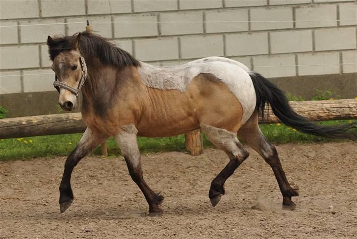 Welsh Partbred (Sec F) Rosengårdens Kasanova - Taget 26-04 - 2009 - Foto Jani Pedersen billede 17