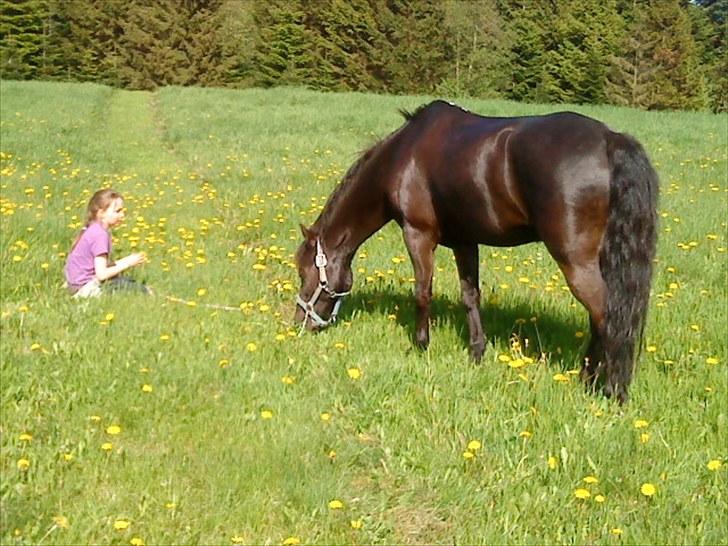 Welsh Cob (sec D) Lyngvejens figaro - indgræsning maj 2010 :O) billede 16