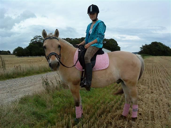 Fjordhest Thor Aalykke solgt :/ - FOTOHESTENTHOR!? På marken :D billede 2