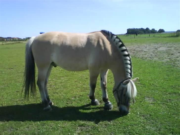 Fjordhest Thor Aalykke solgt :/ - THORSEN!!<3 På fold, rigtig hygge :D billede 5