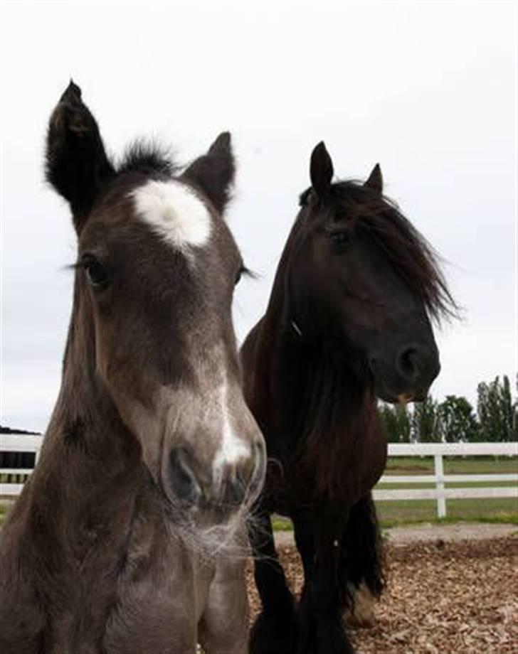 Irish Cob black magic *solgt* - Mor og søn da Romeo var en mdr. gammel billede 6