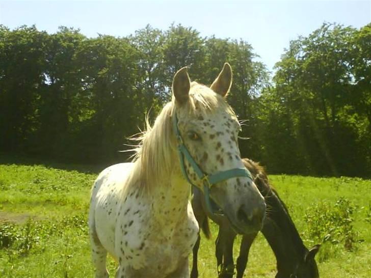 Anden særlig race Zabell - sommer (taget 2009) billede 18