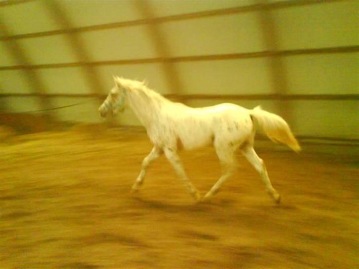Anden særlig race Zabell - taget den 11 maj 2009 af mig (første gang i ridehus i en fin trav) billede 20