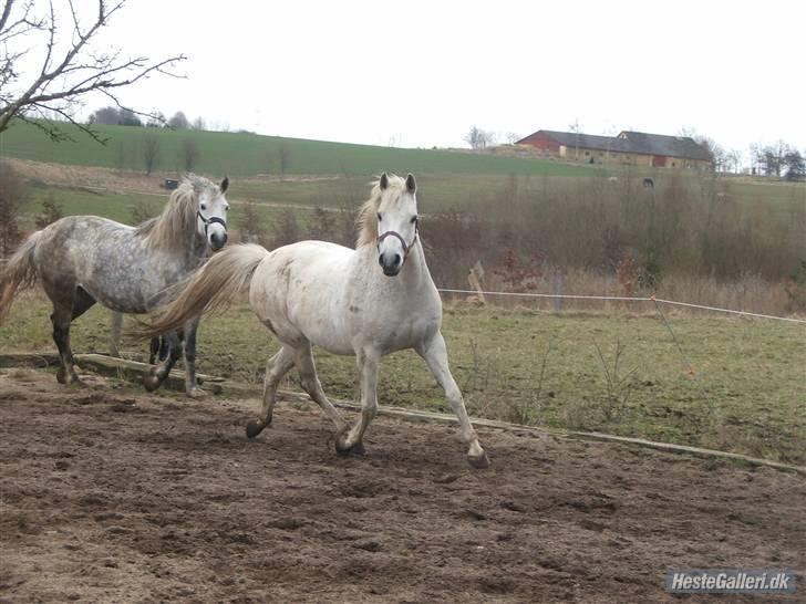 New Forest Flikasja*solgt* billede 19