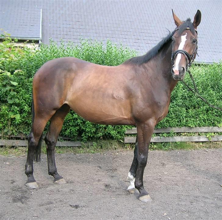 Hannoveraner Favorité - solgt billede 2