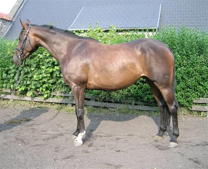Hannoveraner Favorité - solgt billede 4