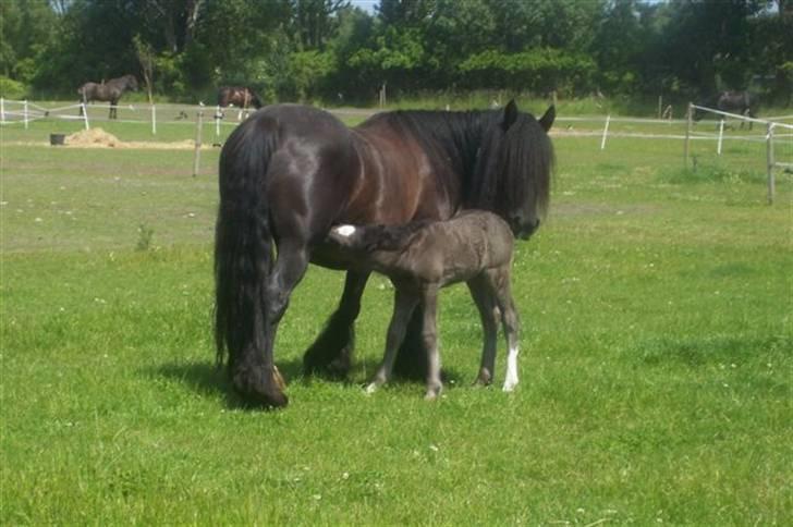 Irish Cob black magic *solgt* - det her billede elsker jeg det er så sødt, hvor følle drikker mælk billede 7