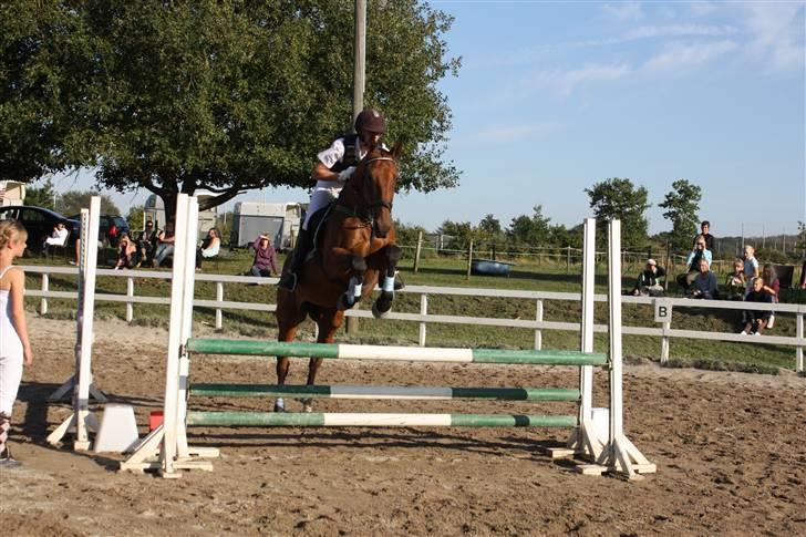 Anden særlig race Thilde  -  Første ude stævne, første LD, anden 1.plads !  (: <3            Taget af : Maria Holm  billede 6