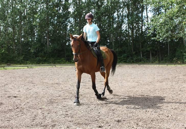 Anden særlig race Thilde  - Træning(: Hun var rigtig strid den dag ! <3       Taget af: Maria Holm  billede 10