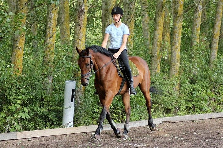 Anden særlig race Thilde  - Sidste dressur time på Thilde og hos Katja Bjerg ´2010. billede 12