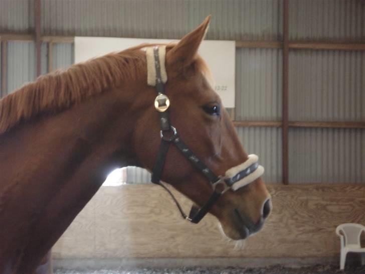 Anden særlig race Tara - Løs i ridehuset. alt er så spændende omkring hende (: billede 11