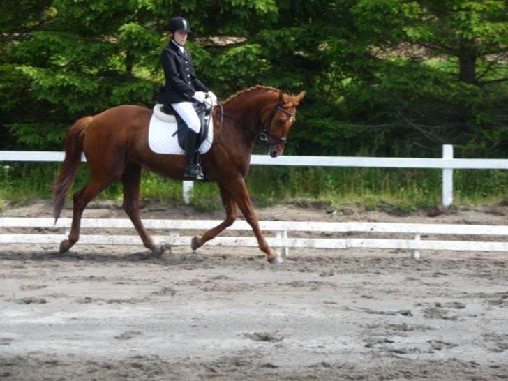 Anden særlig race Tara - Til stævnet. Hun var ret spændt. billede 12