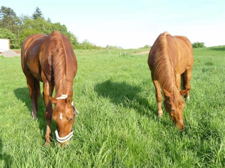 Anden særlig race Tara - På græs sammen med Pontiac <3 billede 13