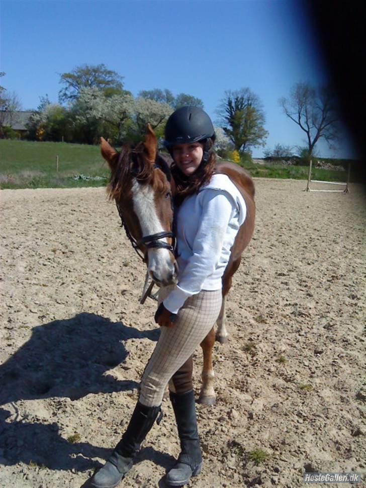 Hollandsk Sportspony Rico<3  billede 12