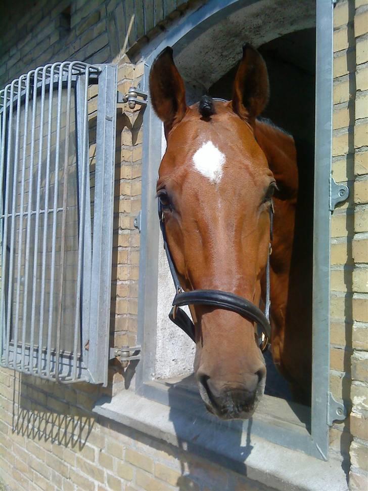 Holstener Castello (R.I.P.) - Velkommen til Dressur Stjernen Castello<3     Castello i stævne boksen på Allerupgård 25 April. 09 billede 1