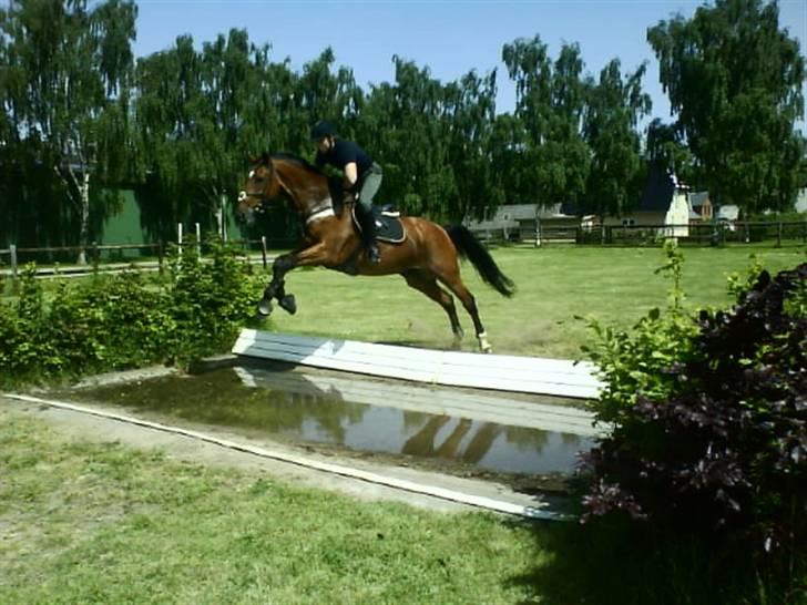 Holstener Castello (R.I.P.) - Castello og Michael, øver vandgrav på Allerupgård 08. Han var rigtig sød, og svedte rigtig meget som i kan se på billederne. ;) billede 3