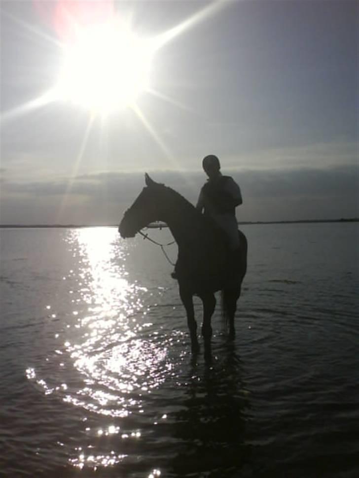 Holstener Castello (R.I.P.) - Castello og Anna-maria (hans ejer), efter stævne på Fredermarks gård. Hvor de skridtede ned til vandet hvor jeg tog billder af dem. Anna-maris har sendt dette billede ind til Equipage og det er kommet i nr. 1 anuar 09, på side 20 :) billede 4
