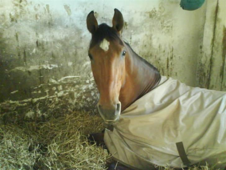 Holstener Castello (R.I.P.) - Castello ligger og viler sig i sin boks :) billede 5