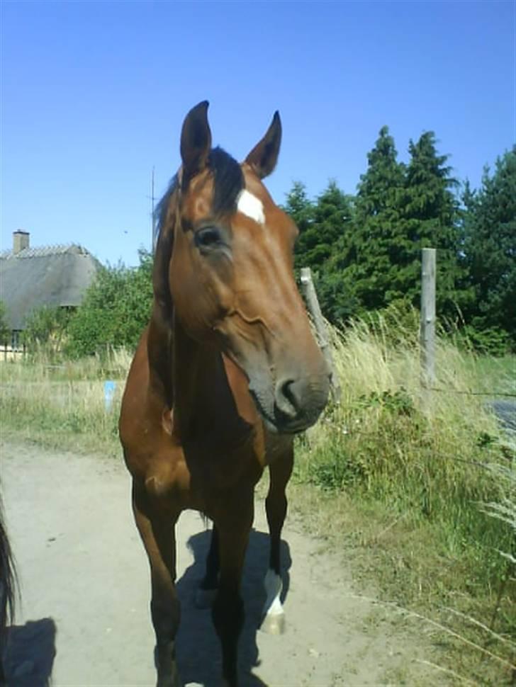 Holstener Castello (R.I.P.) - Castello var lige præsis kommer på sommer græs 08, det var bare fedt, syntes han :) billede 6