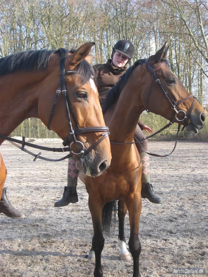 Holstener Castello (R.I.P.) - Filicity og Castello, der kigger på et eller andet, LOL. :) billede 9