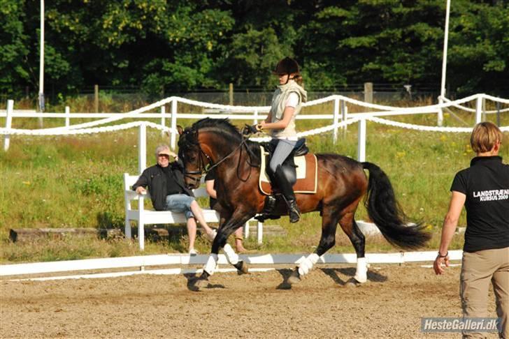 New Forest Sirius Hippios *avls hingst og b pony!* - Hos Vibsen :) Foto/Tas <3 billede 13