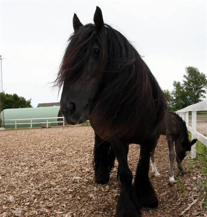 Irish Cob black magic *solgt* - "romeo kom så her op vi skal lige have et billed mere" billede 8