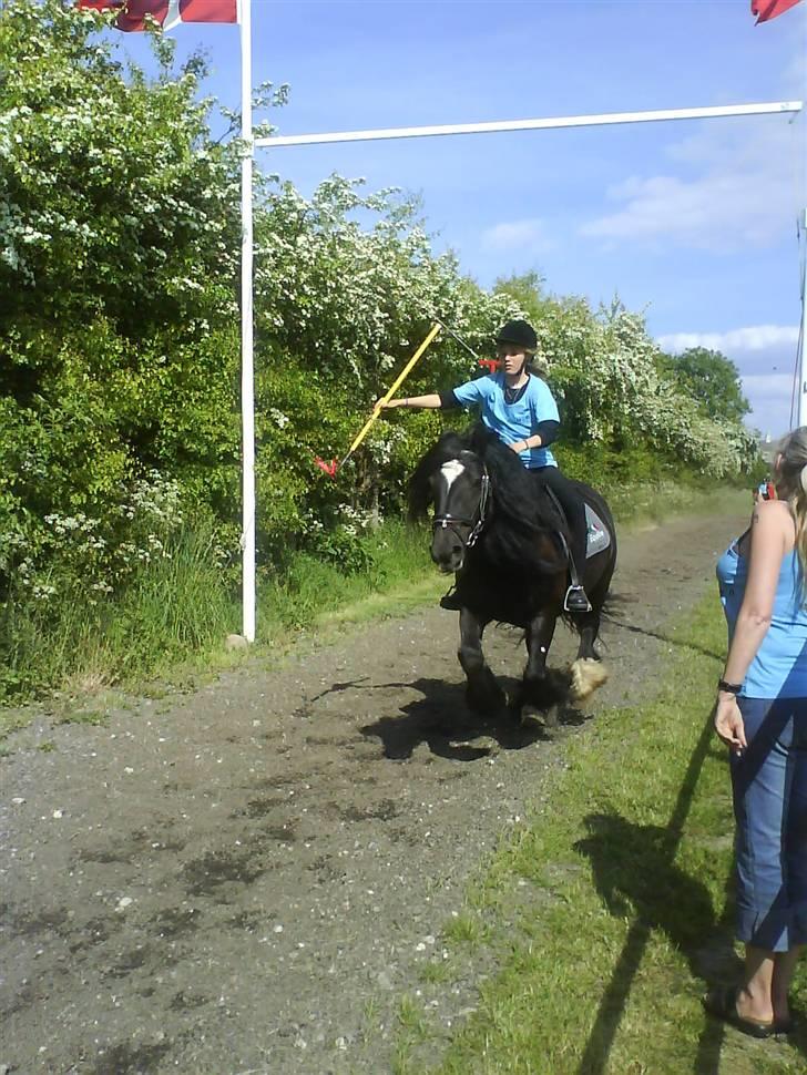 Irish Cob black magic *solgt* - til ringredning, yes vi gjorde det magic billede 9