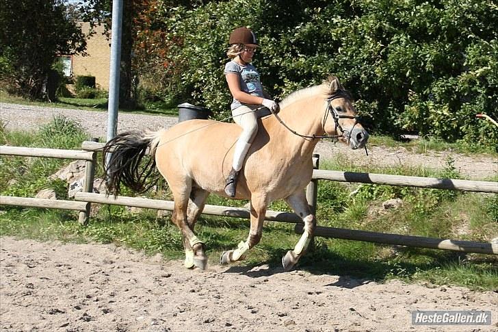 Fjordhest Misja  ( Første pony) - fuld galop :D <3 Det elskede du :´)<3 billede 18