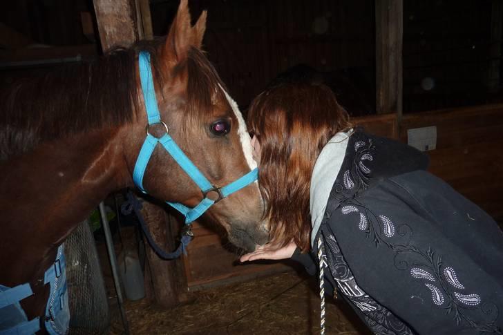 Hollandsk Sportspony Rico<3  - kærlighed ´<3 billede 13