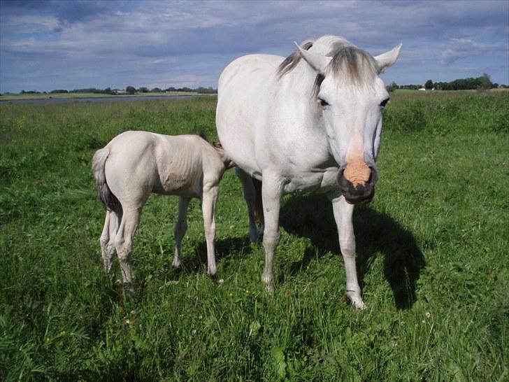 Connemara HYLDENS PRIMULA billede 40