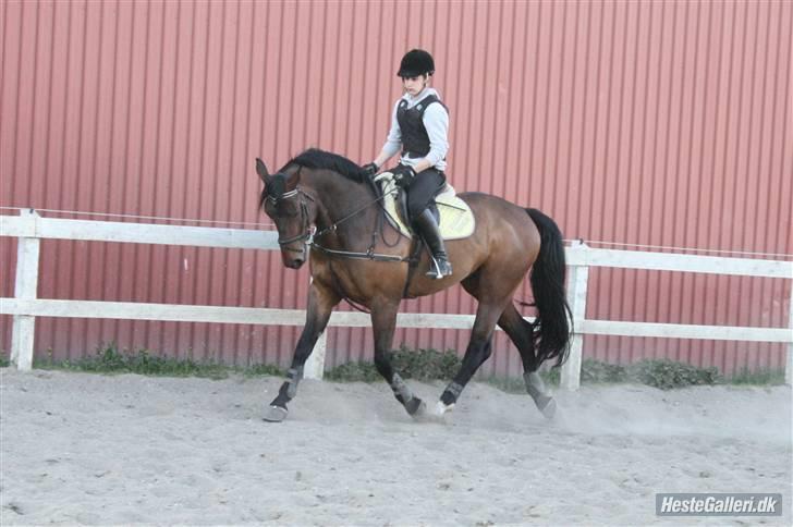 Hollandsk Varmblod  Vincent ( Hr. vimse) - opvarmning til spring ( foto: Olsen) billede 8